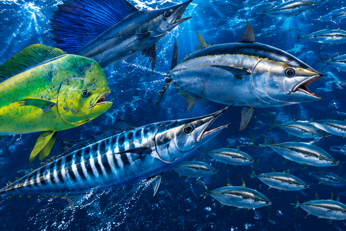 Marlin, mahi mahi, yellowfin tuna and wahoo swimming together offshore
